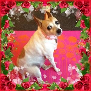 Meet your Posher, Buffy